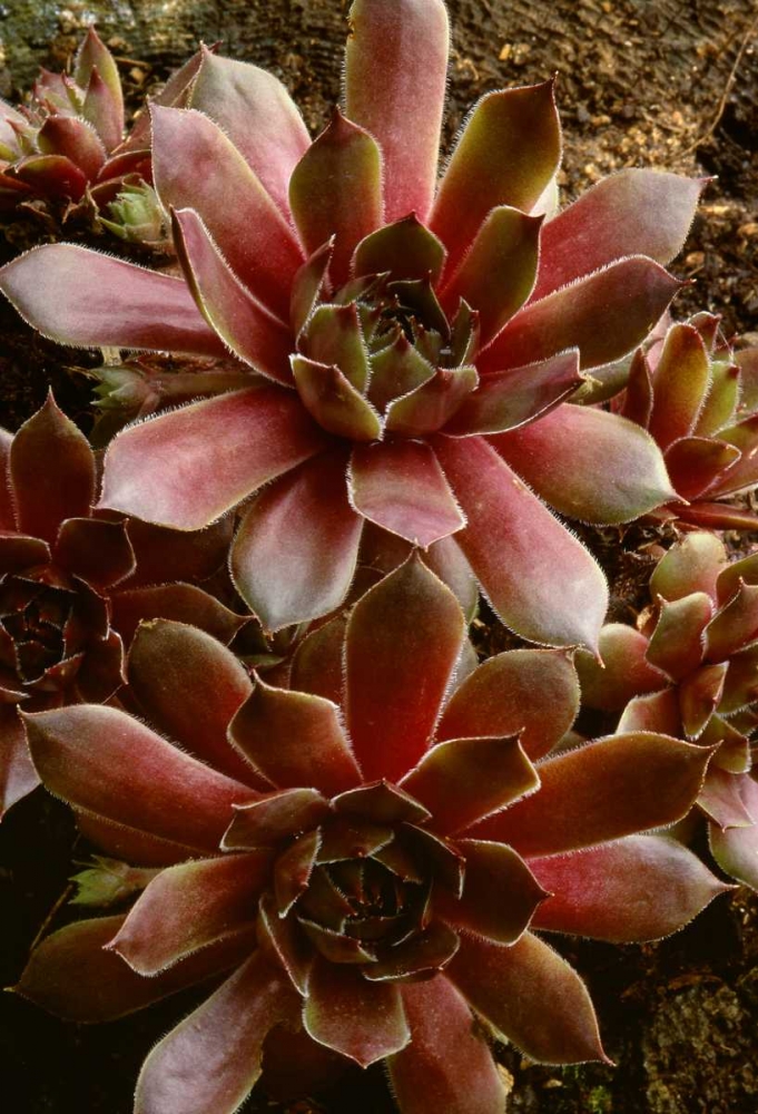 Canada Succulent plant close-up art print by Marie Bush for $57.95 CAD